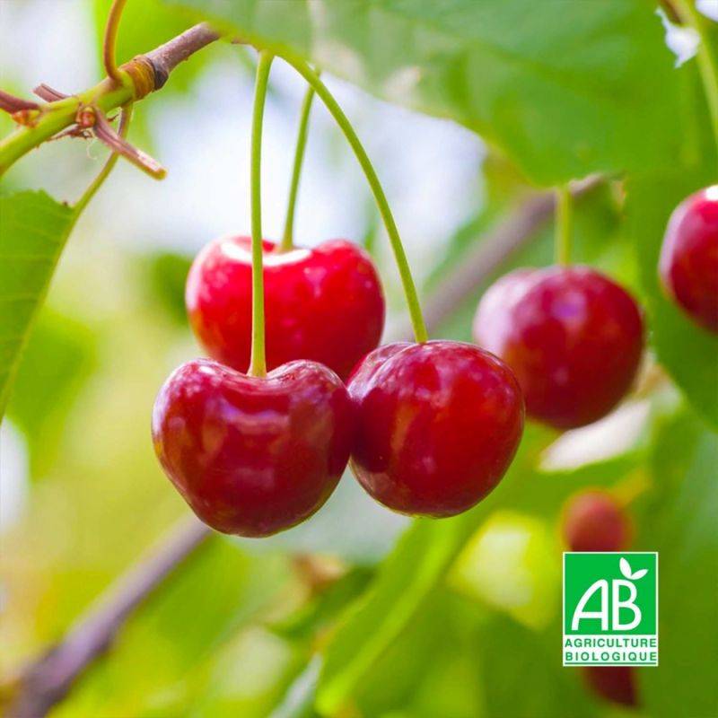 Cerisier bigarreau 'Hâtif Burlat' BIO (Prunus avium 'Hâtif Burlat') - Scion de 100 à 150cm - Pépinières Naudet - Imagen 1