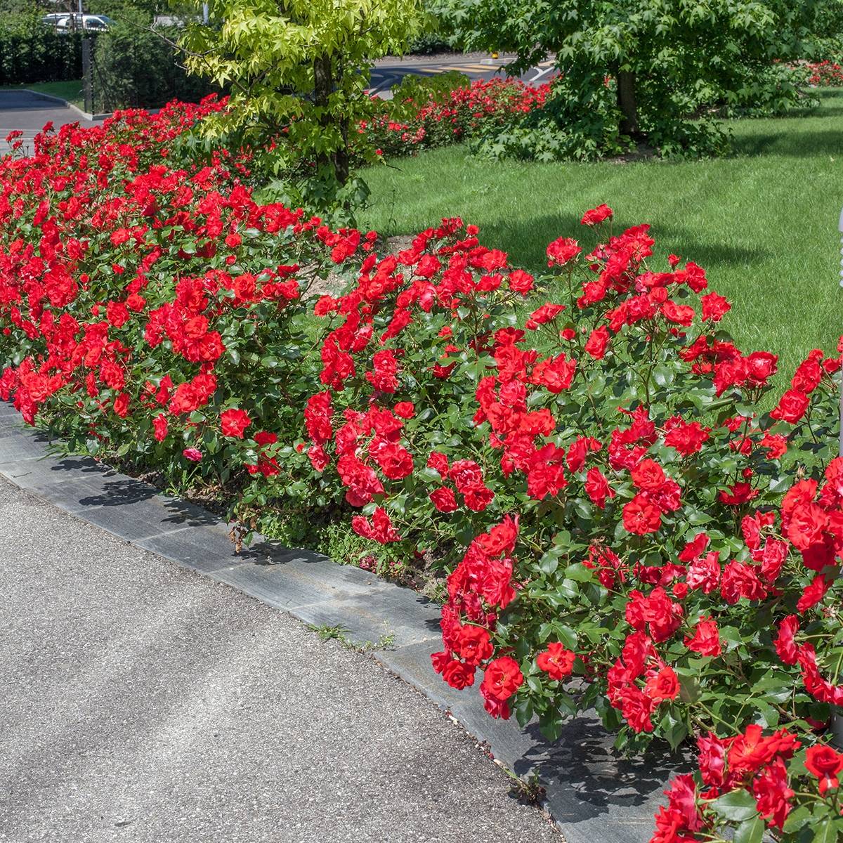 Promesse de Fleurs - Rosier à fleurs groupées La Sevillana Racines nues en motte