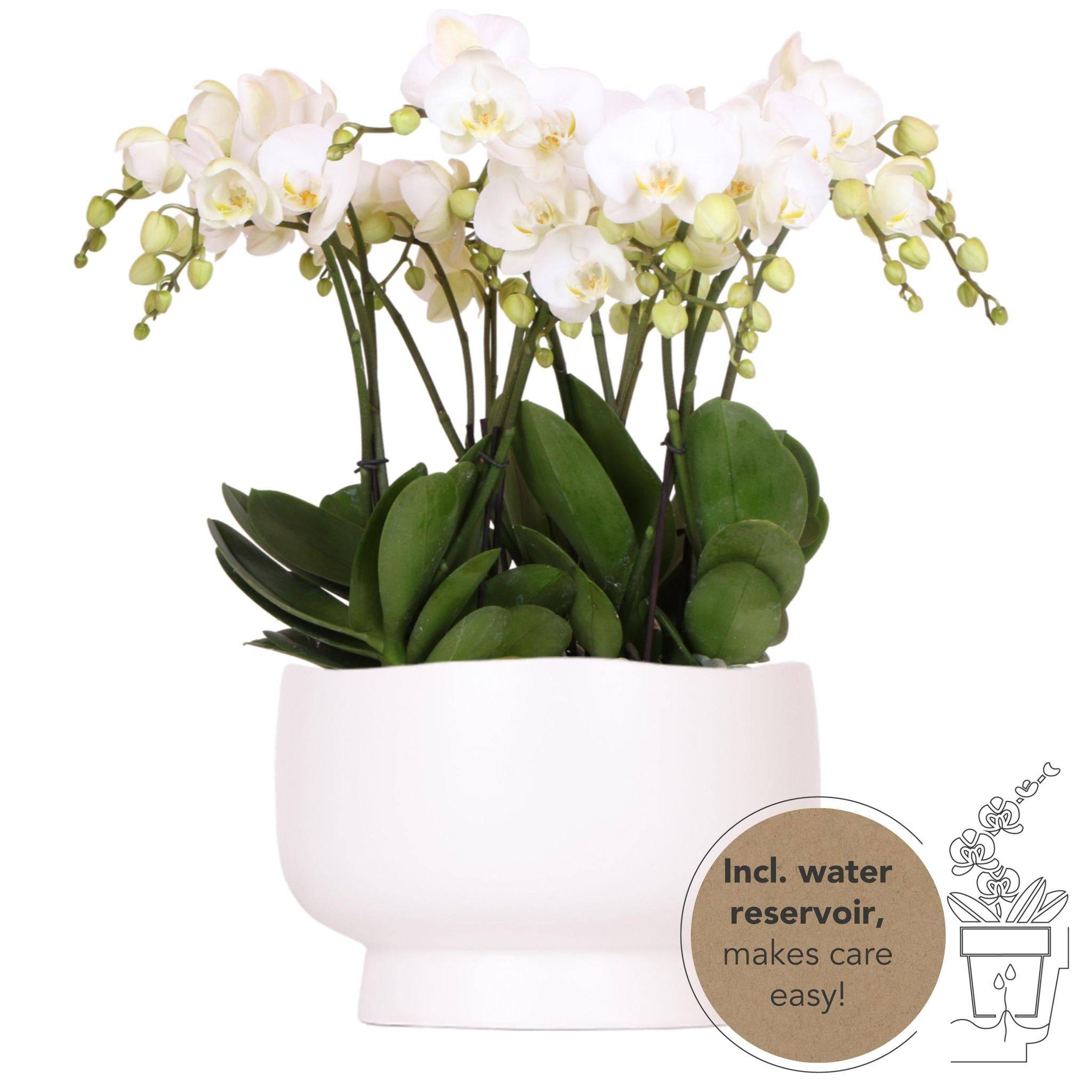 La Green Touch - Orchidées blanches en plat Scandic avec réservoir 45cm - Plante d'intérieur- La Green Touch - Imagen 1