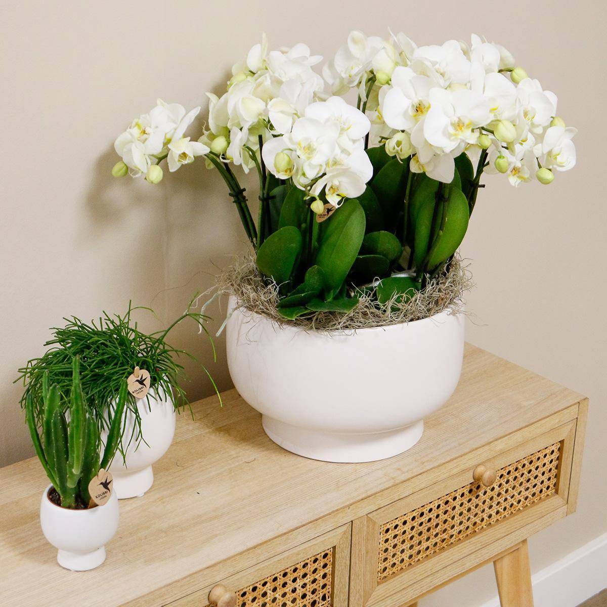 La Green Touch - Orchidées blanches en plat Scandic avec réservoir 45cm - Plante d'intérieur- La Green Touch - Imagen 3