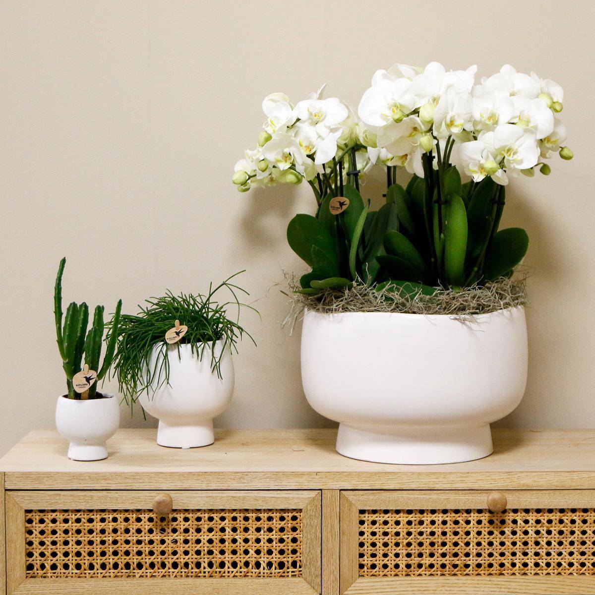 La Green Touch - Orchidées blanches en plat Scandic avec réservoir 45cm - Plante d'intérieur- La Green Touch - Imagen 2