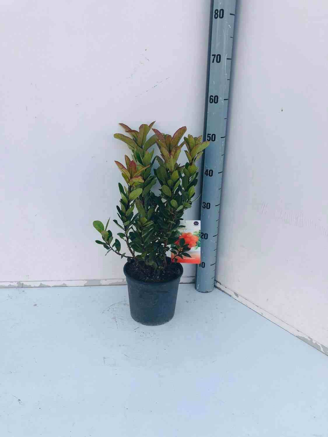 Sans Marque - Arbutus unedo var. Rubra (arbousier) Couleur floraison:Blanc - Taille:Pot de 2 litres ? 30/40 cm - Image 1