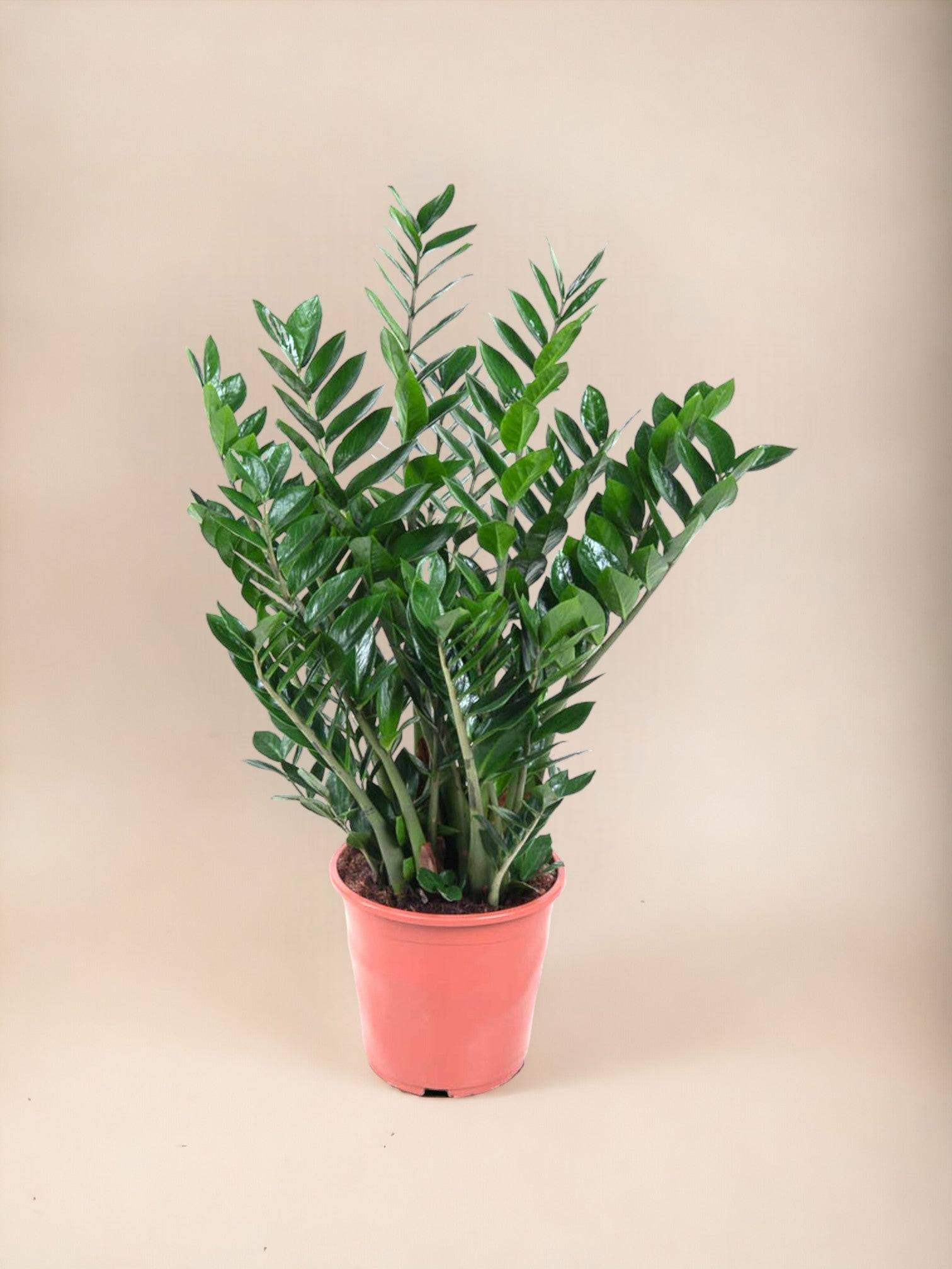 La Green Touch - Zamioculcas Zamiifolia 100cm - Plante d'intérieur- La Green Touch - Imagen 3