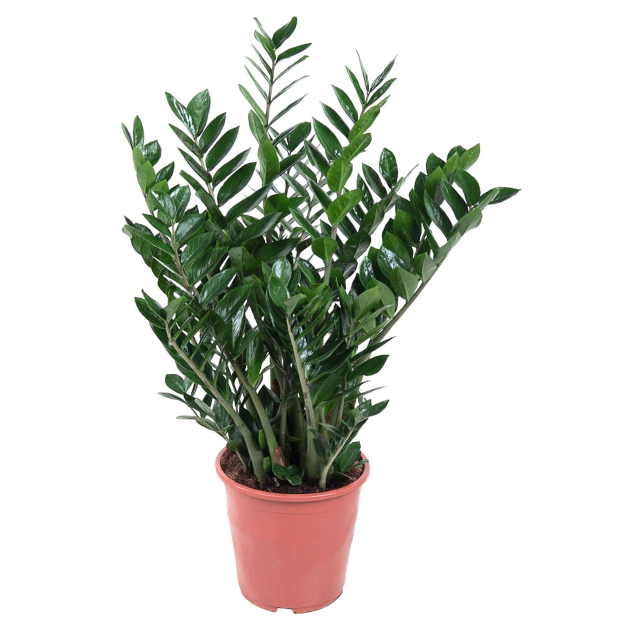 La Green Touch - Zamioculcas Zamiifolia 100cm - Plante d'intérieur- La Green Touch - Imagen 2