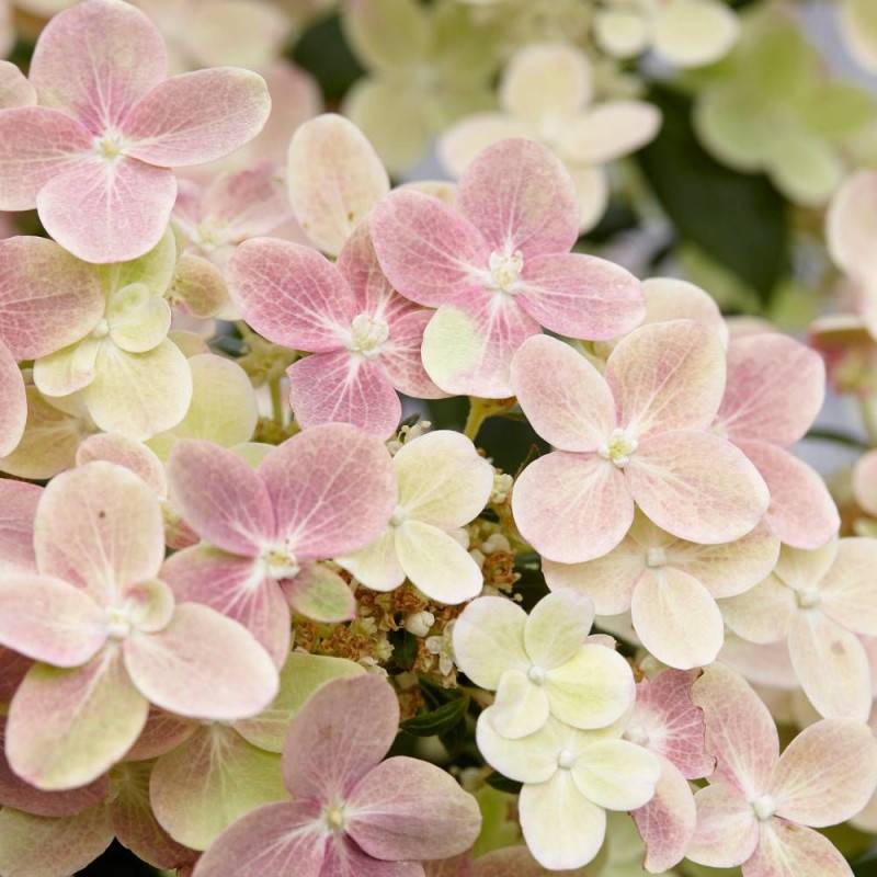 Hortensia paniculata Polestar® 'Breg14', Hydrangea paniculata à fleurs Blanche - feuillage Caduc - Pot de 1,5L - 20/50 cm-  hauteur à maturité De 0,50 - Image 3