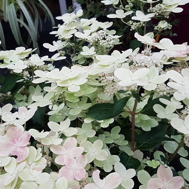 Hortensia paniculata Polestar® 'Breg14', Hydrangea paniculata à fleurs Blanche - feuillage Caduc - Pot de 1,5L - 20/50 cm-  hauteur à maturité De 0,50 - Image 5