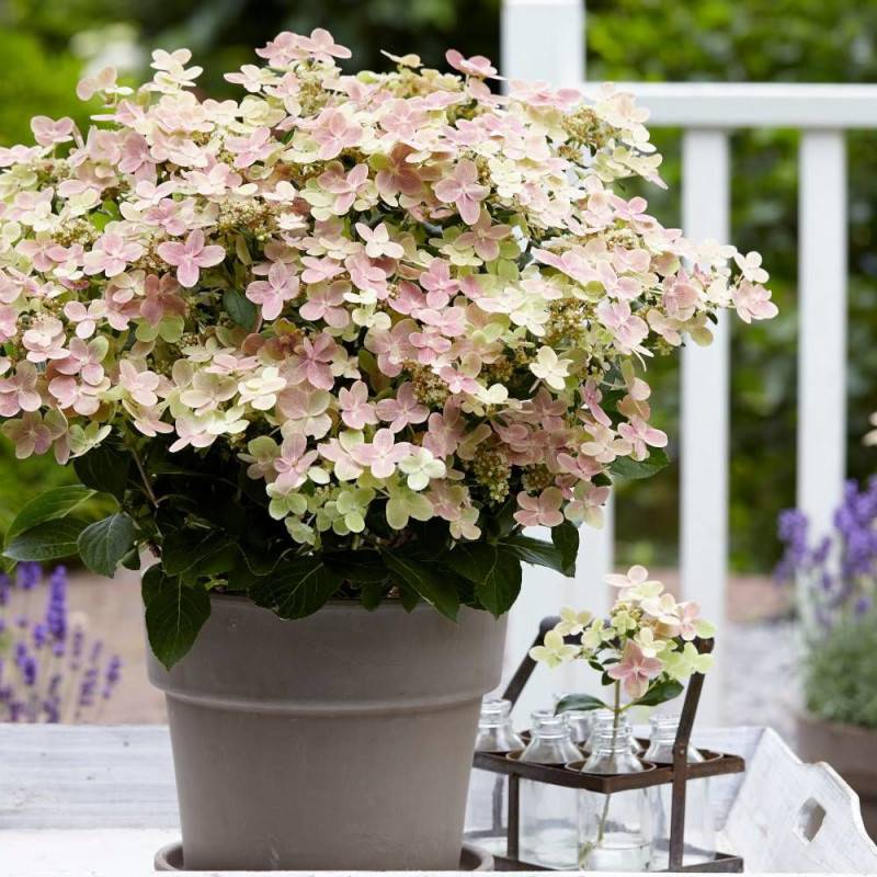 Hortensia paniculata Polestar® 'Breg14', Hydrangea paniculata à fleurs Blanche - feuillage Caduc - Pot de 1,5L - 20/50 cm-  hauteur à maturité De 0,50 - Image 1