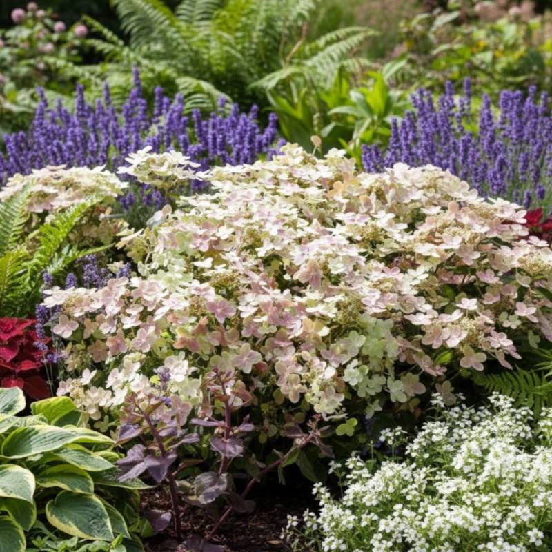 Hortensia paniculata Polestar® 'Breg14', Hydrangea paniculata à fleurs Blanche - feuillage Caduc - Pot de 1,5L - 20/50 cm-  hauteur à maturité De 0,50 - Image 10