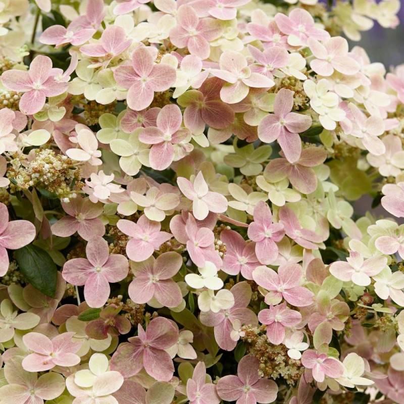 Hortensia paniculata Polestar® 'Breg14', Hydrangea paniculata à fleurs Blanche - feuillage Caduc - Pot de 1,5L - 20/50 cm-  hauteur à maturité De 0,50 - Image 4