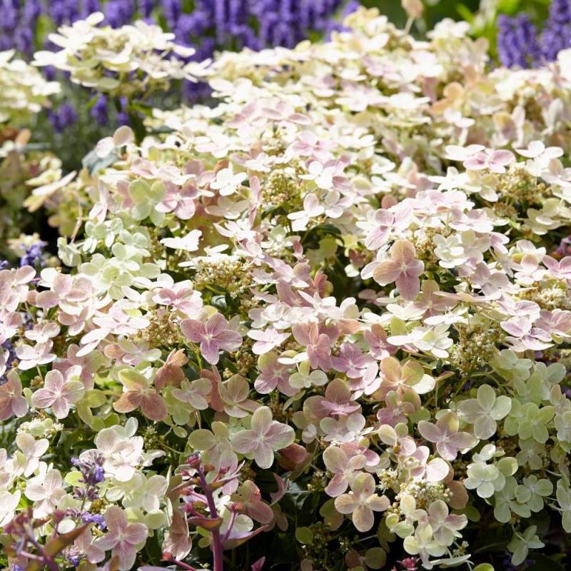 Hortensia paniculata Polestar® 'Breg14', Hydrangea paniculata à fleurs Blanche - feuillage Caduc - Pot de 1,5L - 20/50 cm-  hauteur à maturité De 0,50 - Image 2