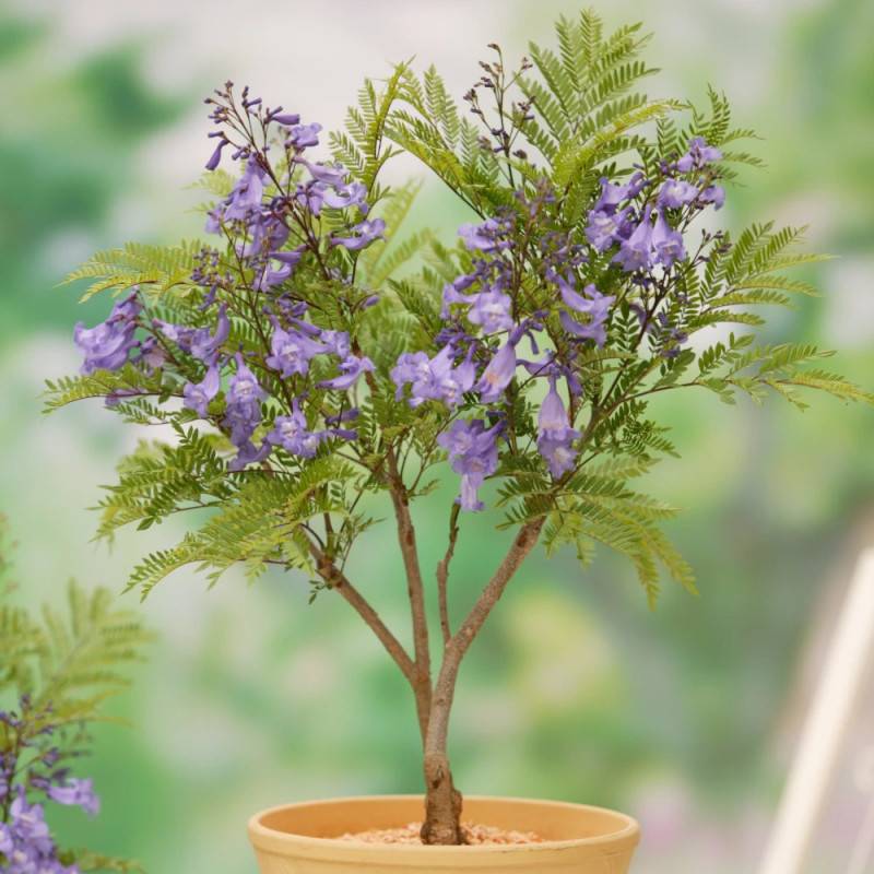 Arbre fougère - Flamboyant bleu - Jacaranda mimosifolia Bonsai Blue 'Sakai01' à fleurs Bleue - feuillage Caduc - Pot de 7,5L - 60/80 cm-  hauteur à ma - Image 3