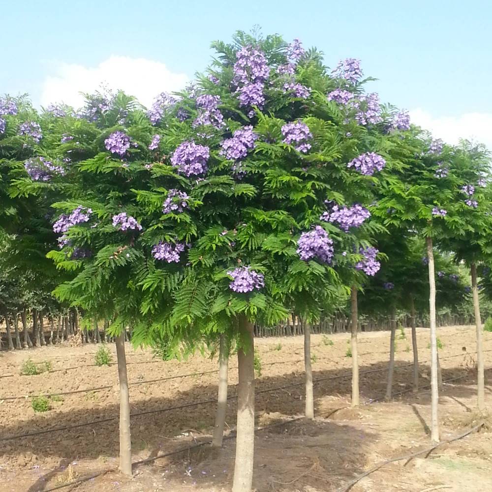 Arbre fougère - Flamboyant bleu - Jacaranda mimosifolia Bonsai Blue 'Sakai01' à fleurs Bleue/ - feuillage Caduc - Pot de 7,5L - 60/80 cm