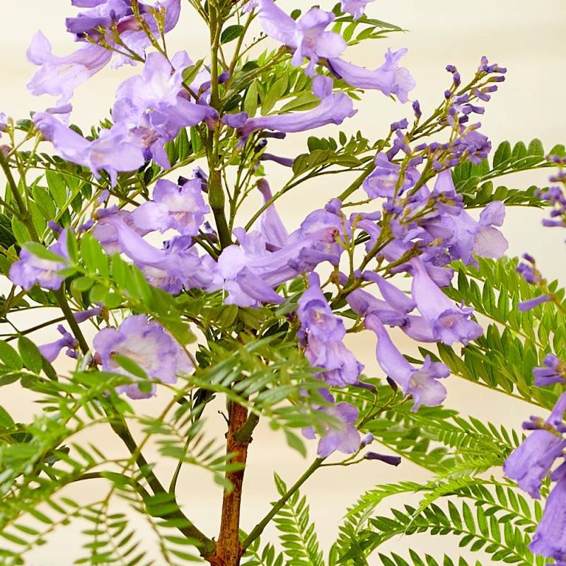 Arbre fougère - Flamboyant bleu - Jacaranda mimosifolia Bonsai Blue 'Sakai01' à fleurs Bleue - feuillage Caduc - Pot de 7,5L - 60/80 cm-  hauteur à ma - Image 2