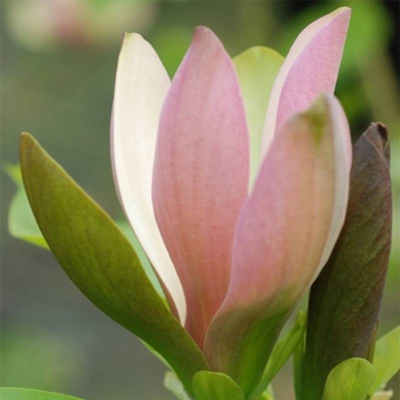 Magnolia brooklynensis Eva Maria Pot de 4L/5L
