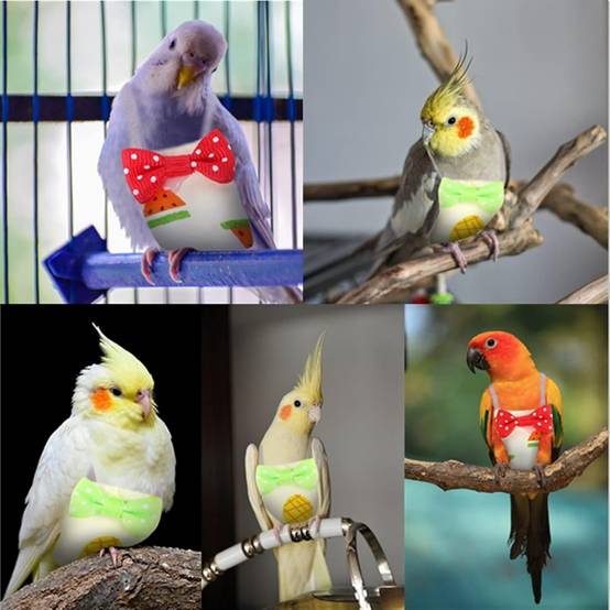 Costume Oiseau pour Perruches Africaines et Perruches Dorées L - Lytech - Image 4