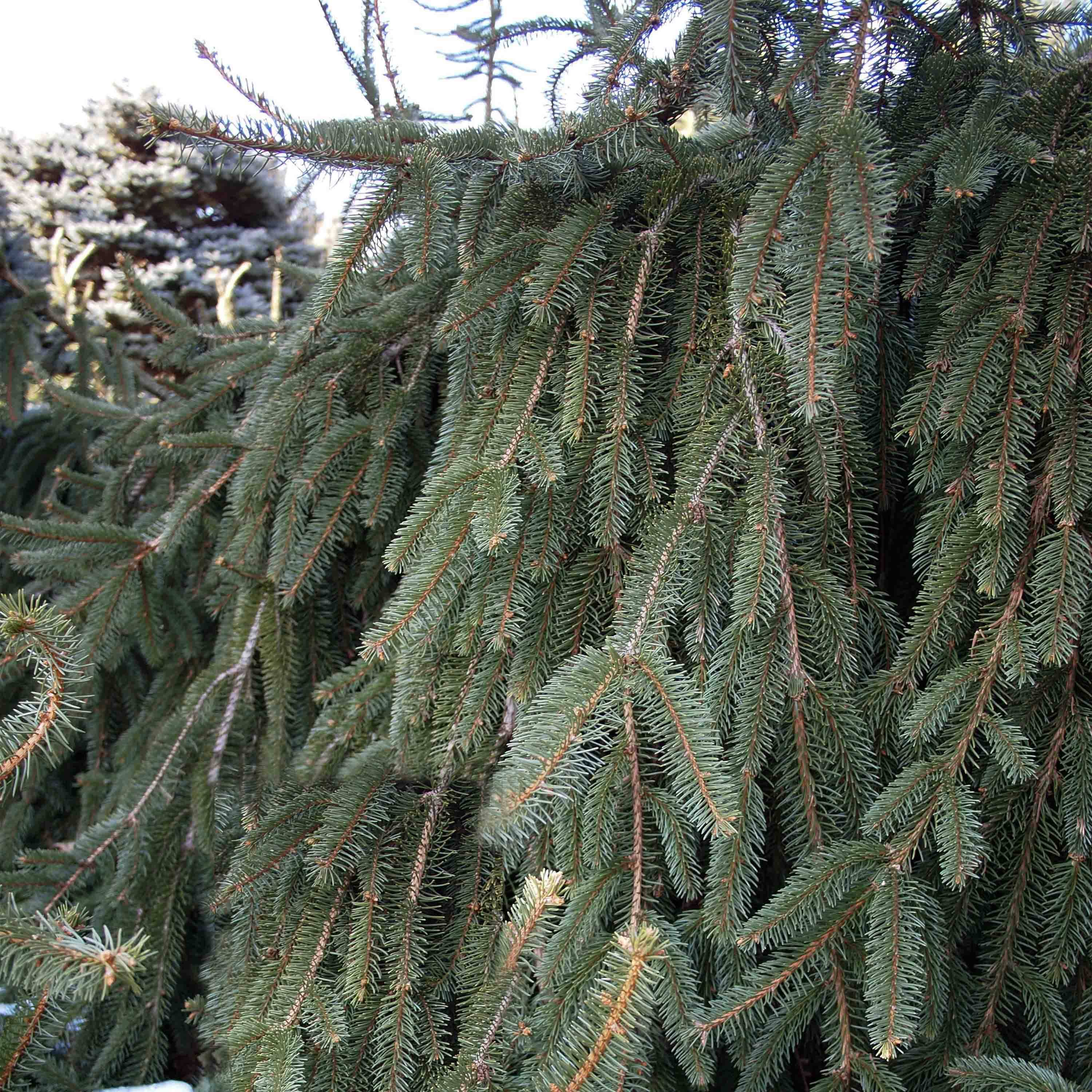 Promesse de Fleurs - Épicéa pleureur - Picea abies Inversa                        Pièce - Image 1