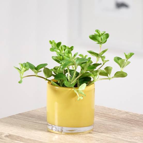Peperomia rotundifolia Mini-plante