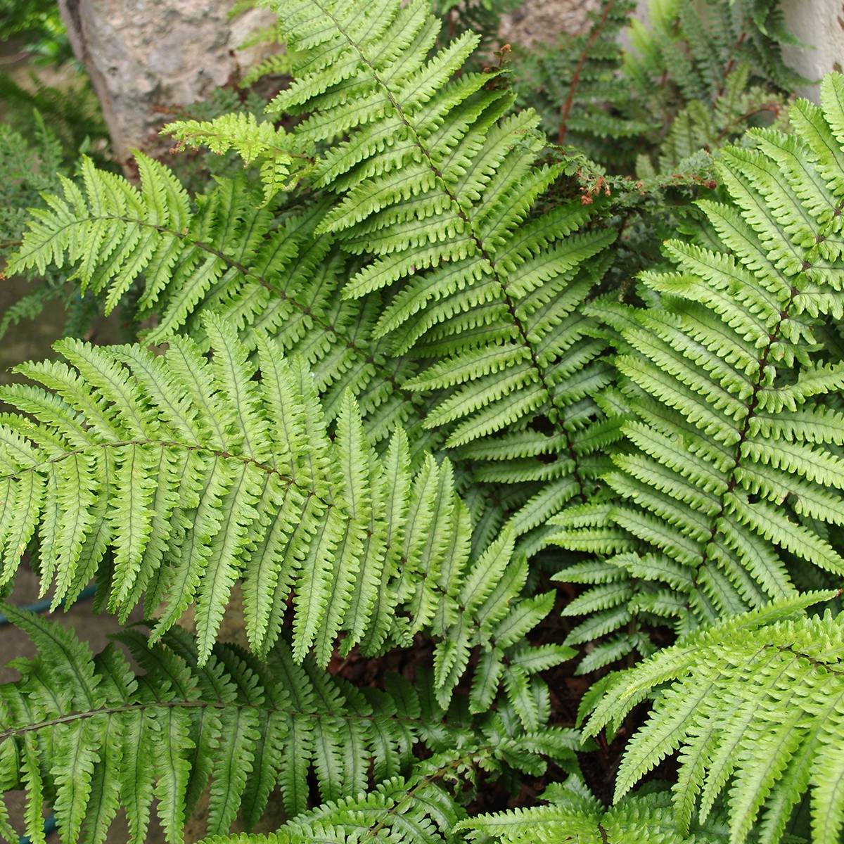 Dryopteris kuratae - Fougère Pot de 2L/3L