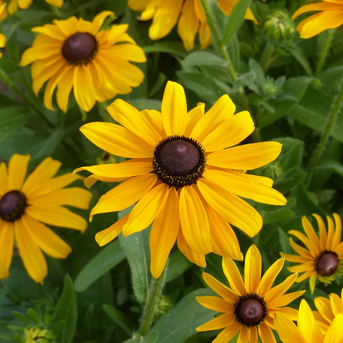 Graines de Rudbeckia Marmelade - Rudbeckia hirta  le sachet de 650 graines environ (0,5g)
