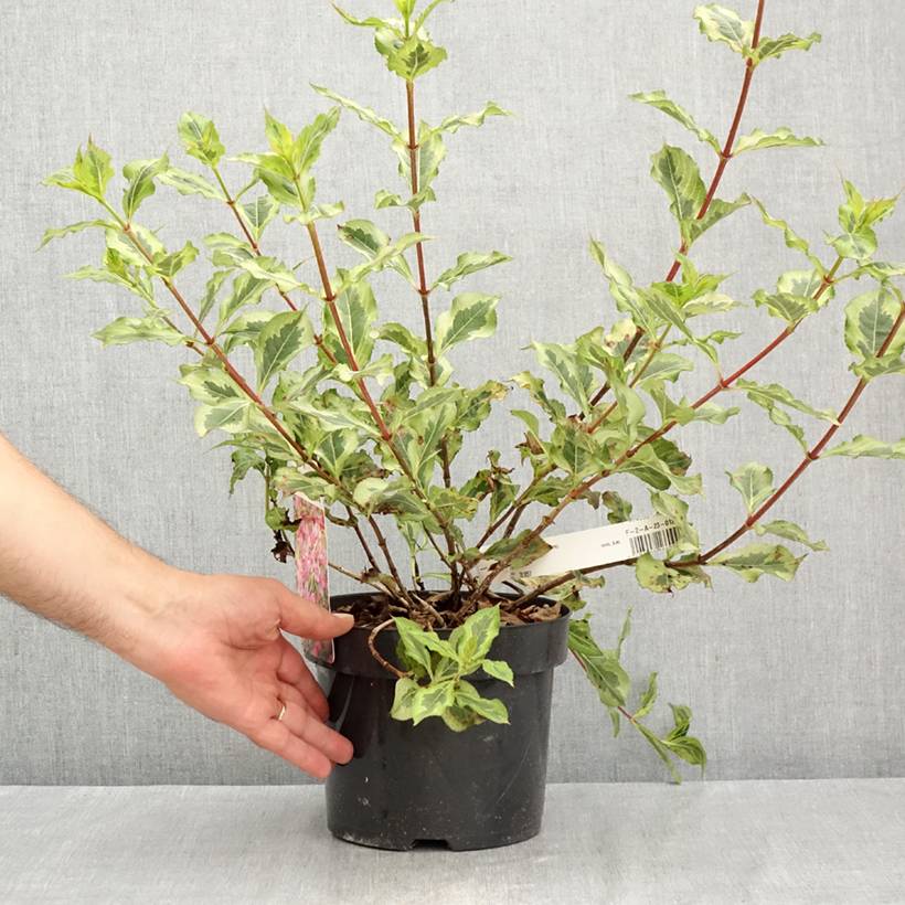 Weigela florida Magical Rainbow Pot de 3L/4L - Image 2