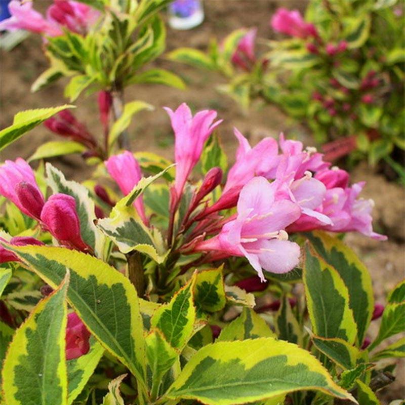 Weigela florida Magical Rainbow Pot de 3L/4L - Image 1