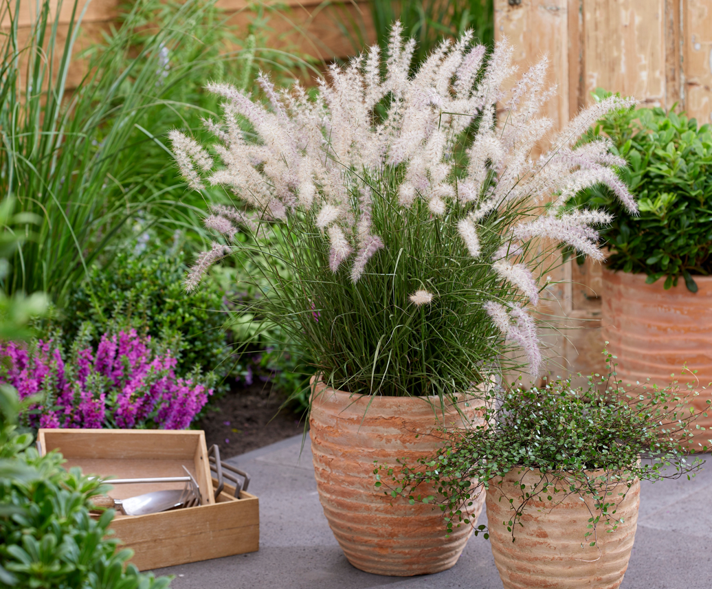 Pennisetum orientale JS Dance With Me - Herbe aux écouvillons Godet de 8/9 cm - Image 3