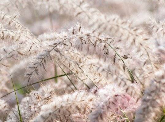 Pennisetum orientale JS Dance With Me - Herbe aux écouvillons Godet de 8/9 cm - Image 2