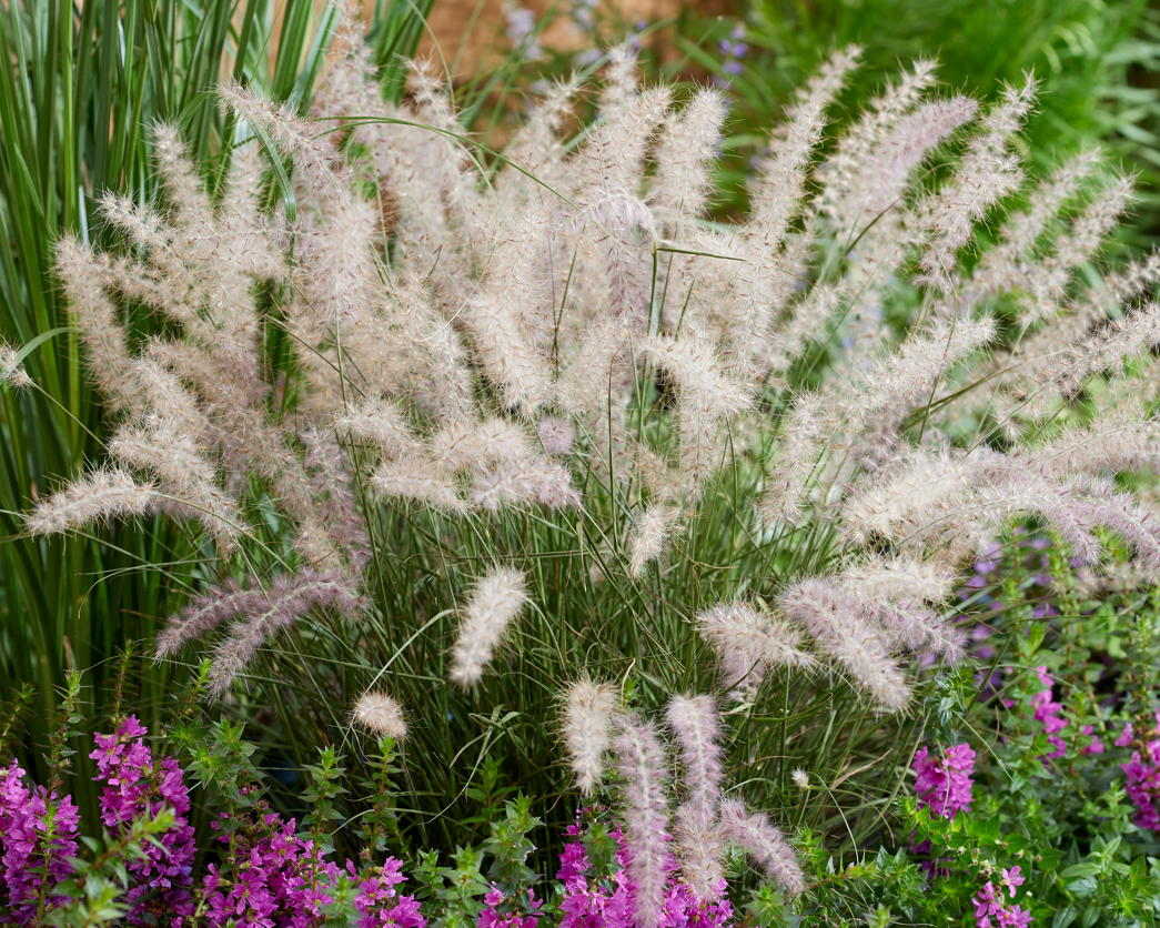Pennisetum orientale JS Dance With Me - Herbe aux écouvillons Godet de 8/9 cm - Image 1