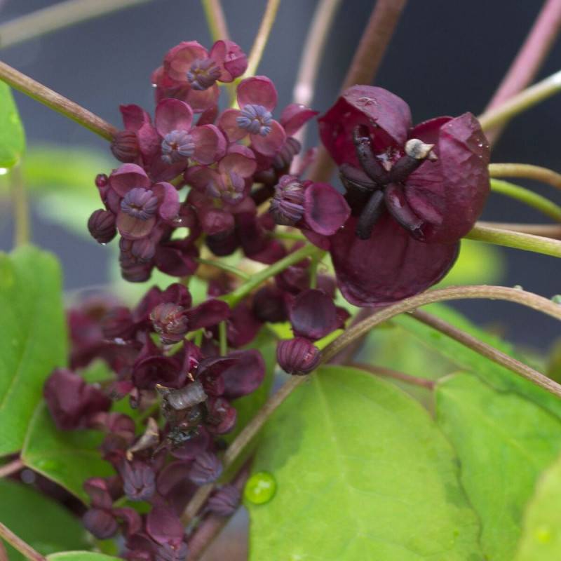 Akebie pentaphylla, Akebia à fleurs Violette - feuillage Semi-Persistant - Pot de 3L - Echelle bambou 60/120 cm- hauteur à maturité De 5,00 m à 10,00