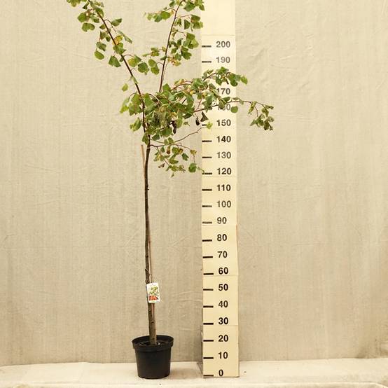 Promesse de Fleurs - Tilia cordata Winter Orange - Tilleul à petites feuilles Pot de 7,5L/10L, Tige, Tige de 125 cm - Image 2