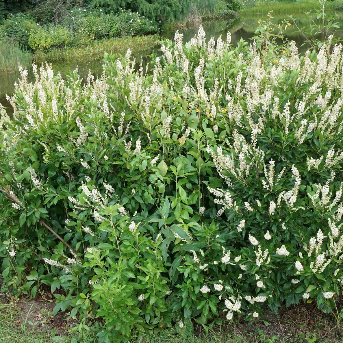 Clethra alnifolia Hummingbird Godet de 8/9 cm