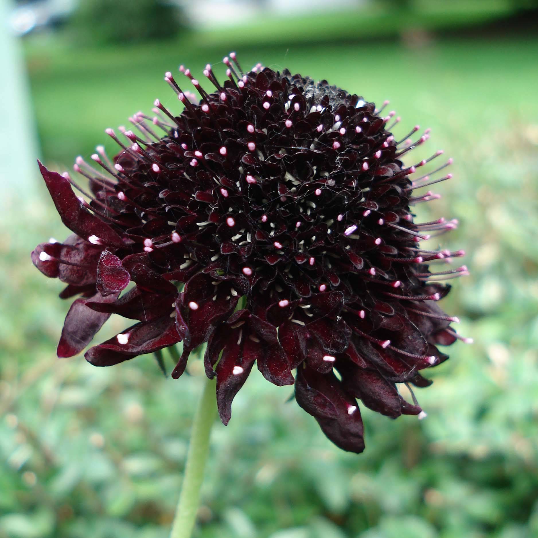 Promesse de Fleurs - Scabieuse noire - Scabiosa Chile Black Godet de 7/8 cm