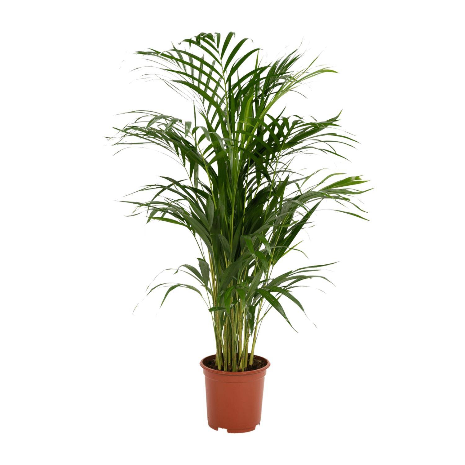 Palmier Areca - Ø17cm - ↕70cm - Plantes d'intérieur - Image 7