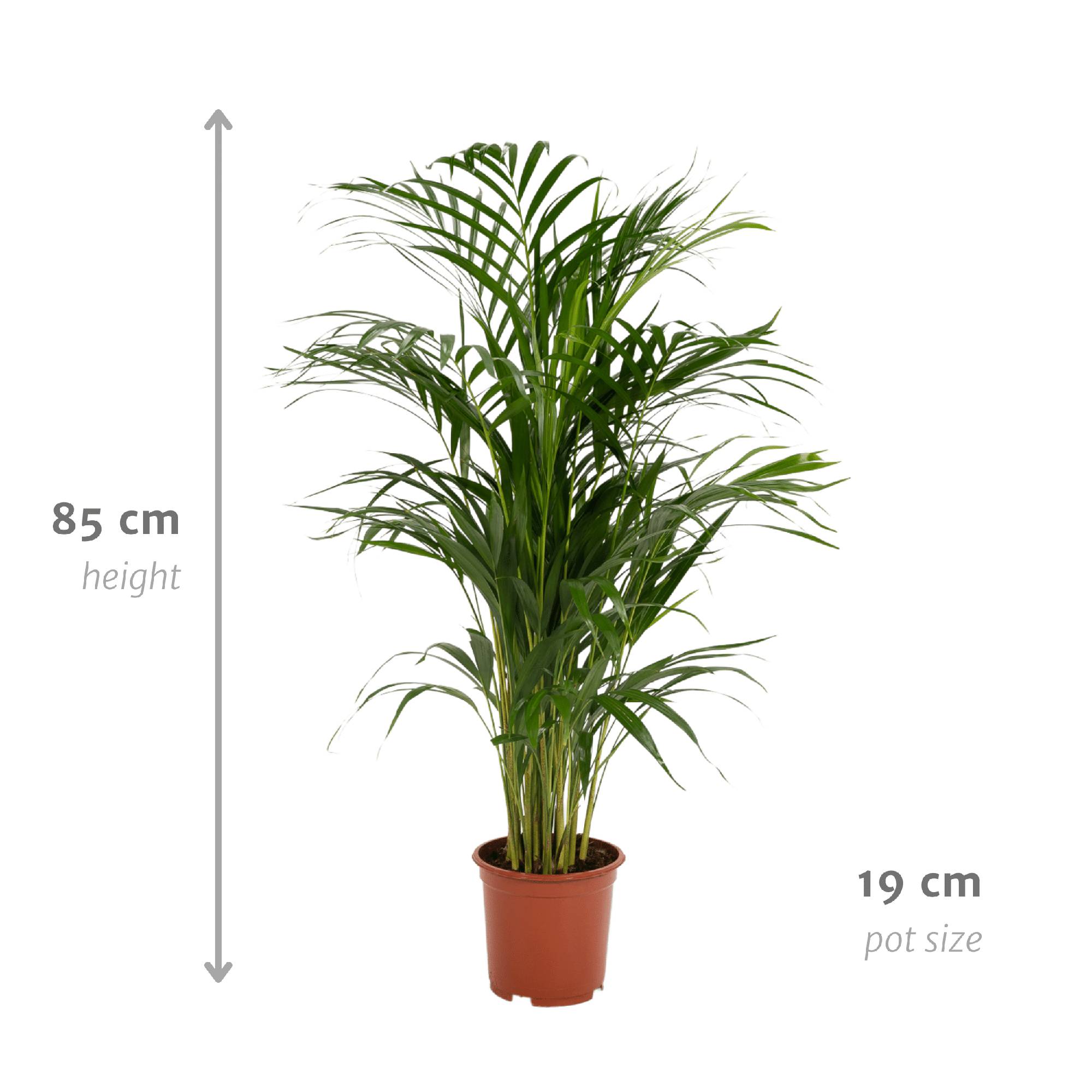 Palmier Areca - Ø17cm - ↕70cm - Plantes d'intérieur - Image 4
