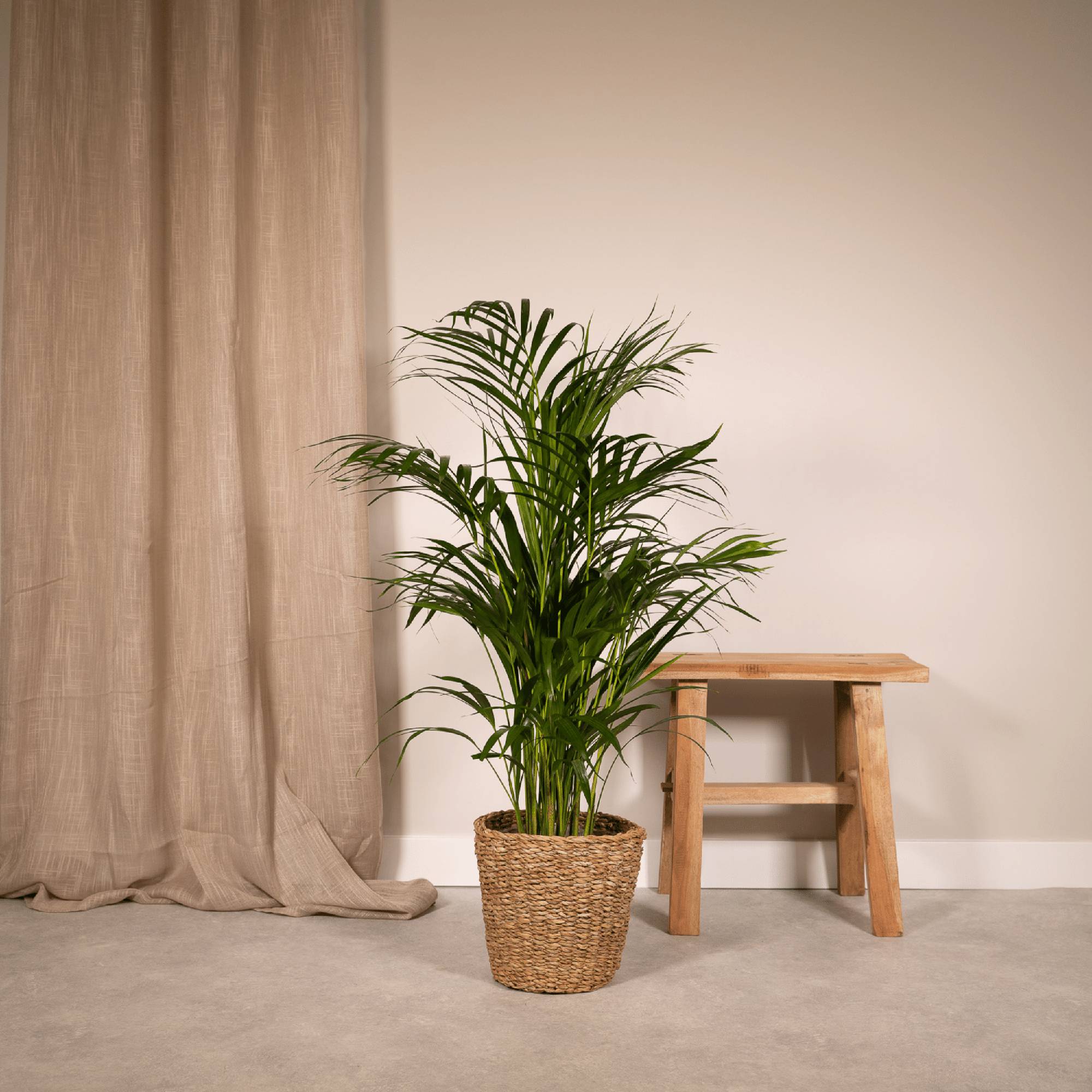 Palmier Areca - Ø17cm - ↕70cm - Plantes d'intérieur - Image 2