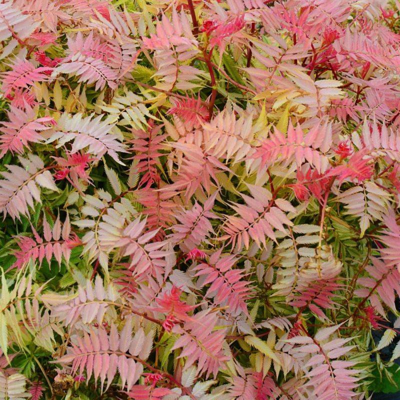 Fausse spirée à feuilles de sorbier ® (Sorbaria sorbifolia 'Pink Hopi' ®) - Godet 9cm - Pépinières Naudet - Image 1