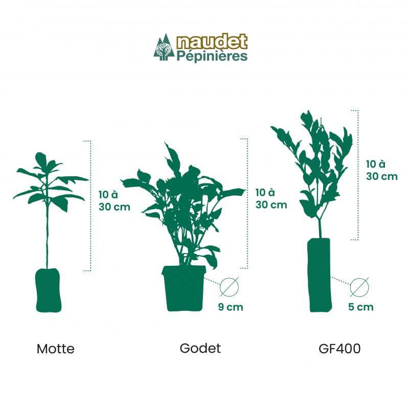 Fausse spirée à feuilles de sorbier ® (Sorbaria sorbifolia 'Pink Hopi' ®) - Godet 9cm - Pépinières Naudet - Image 3
