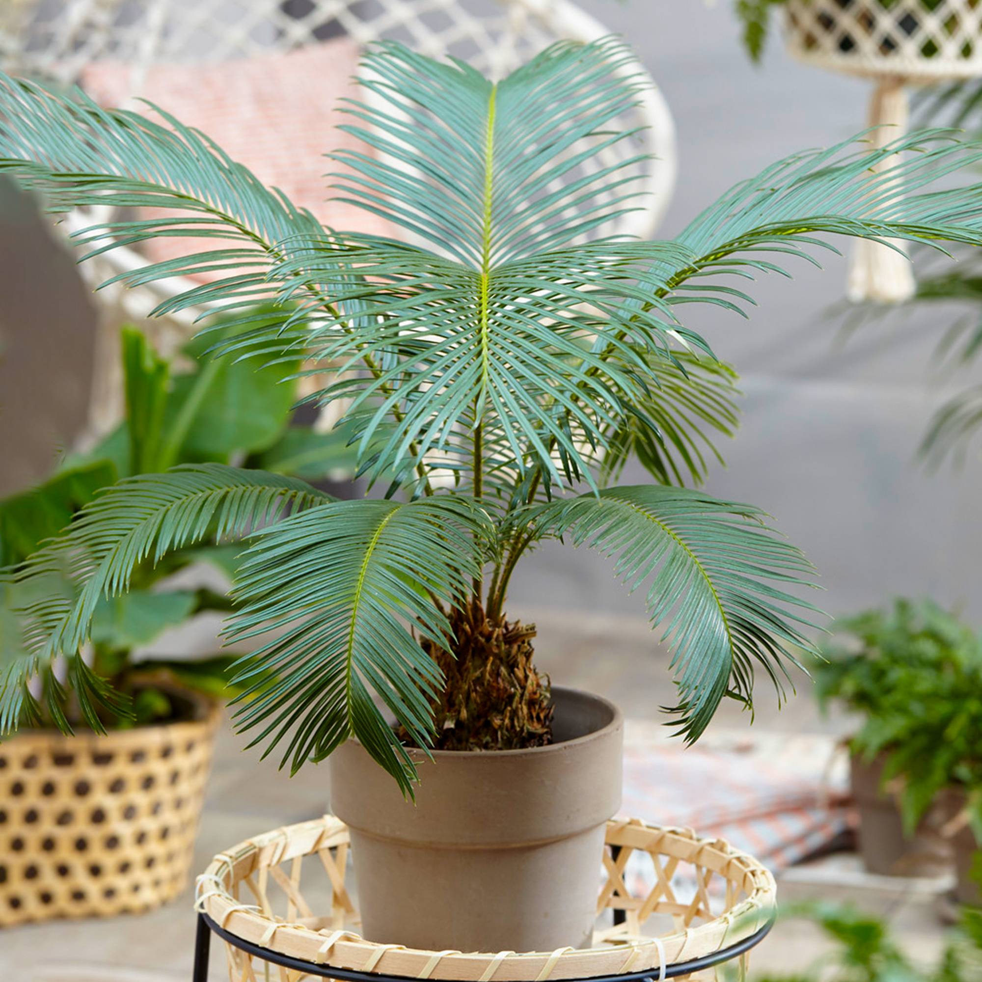 Gardenersdream - Cycas Revoluta Plante D'Intérieur | Sagoutier Populaire De 30 À 40 Cm En Vente - GardenersDream