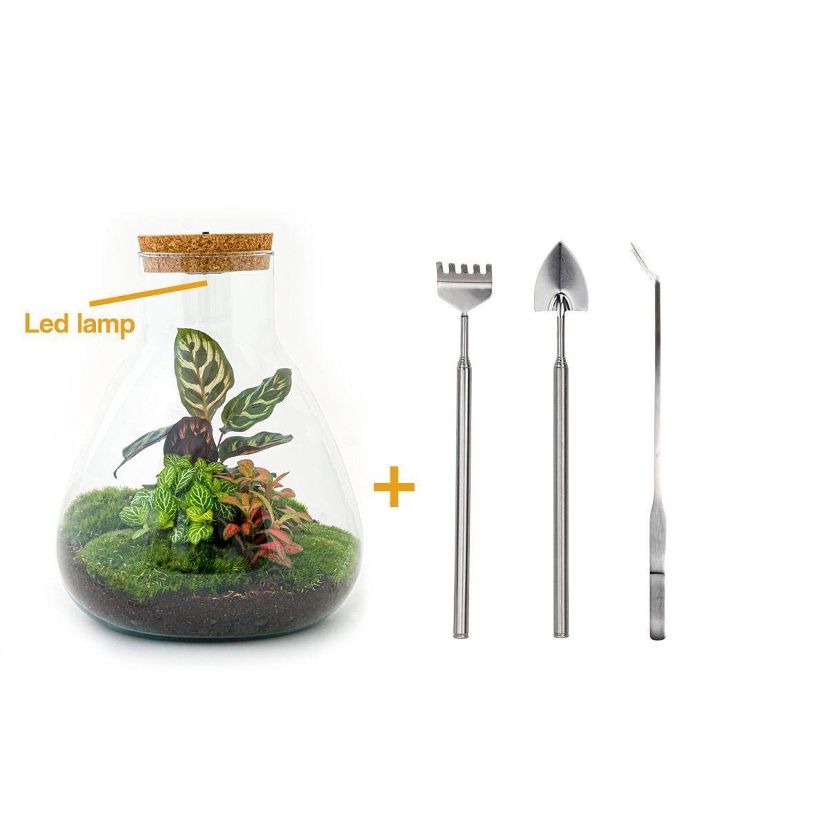 La Green Touch - Kit Terrarium DIY - SAMOS- La Green Touch Avec LED Calathea + Fittonia rouge et verte - Pelle + rateau + Pince