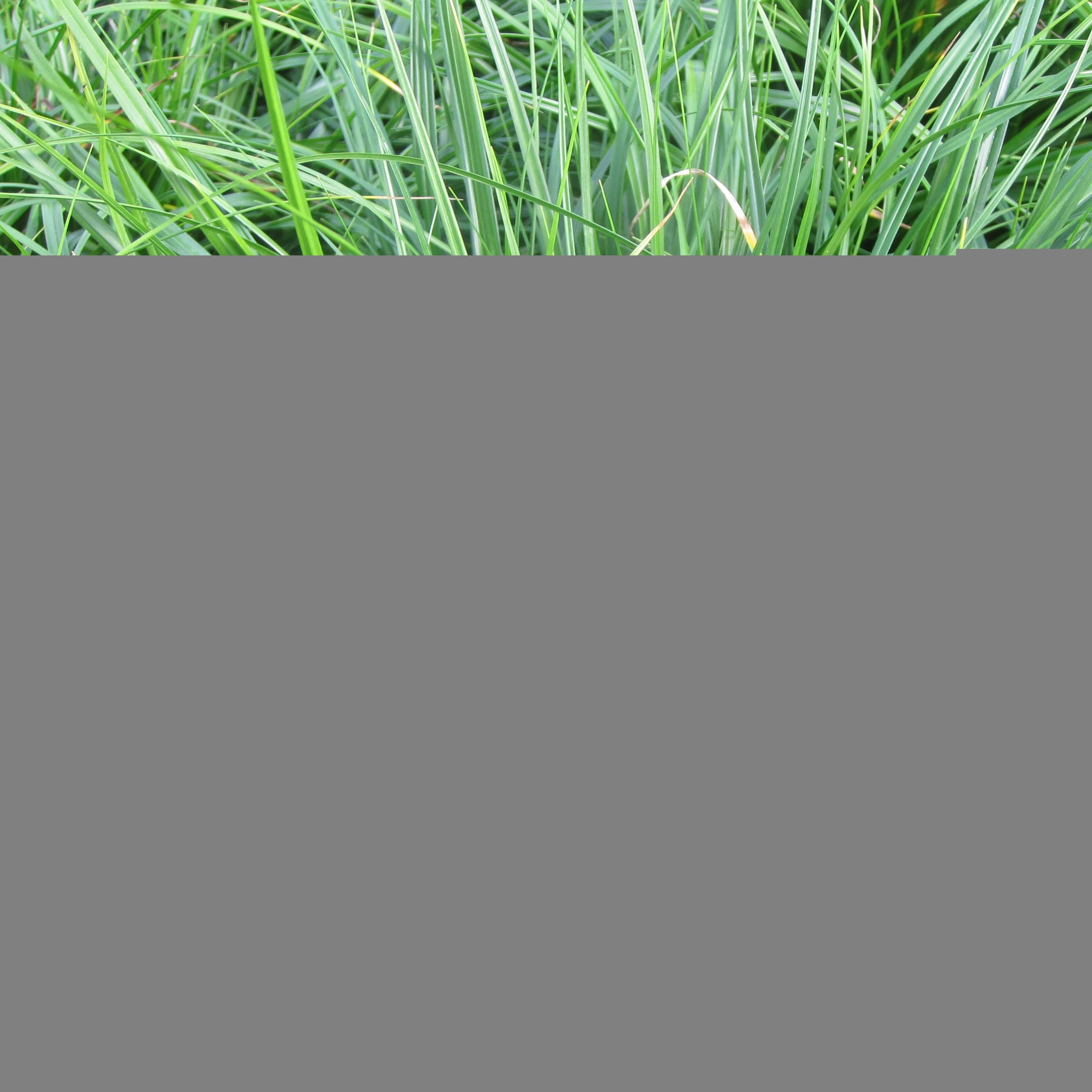 Carex oshimensis Evergreen - Laîche d'Oshima Godet de 8/9 cm