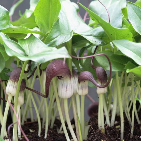 Plante souris - Arisarum proboscideum Godet de 8/9 cm