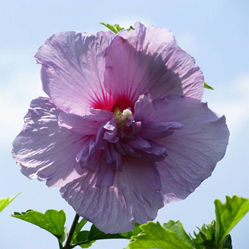 Hibiscus syriacus Lavender Chiffon - Althéa rose Pot de 6L/7L - Image 1