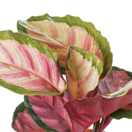 Gardenersdream - 1 X Calathea Roseopicta Rosy 30-40 Cm Plante D'Intérieur Rose En Pot Pour La Maison - GardenersDream - Image 3