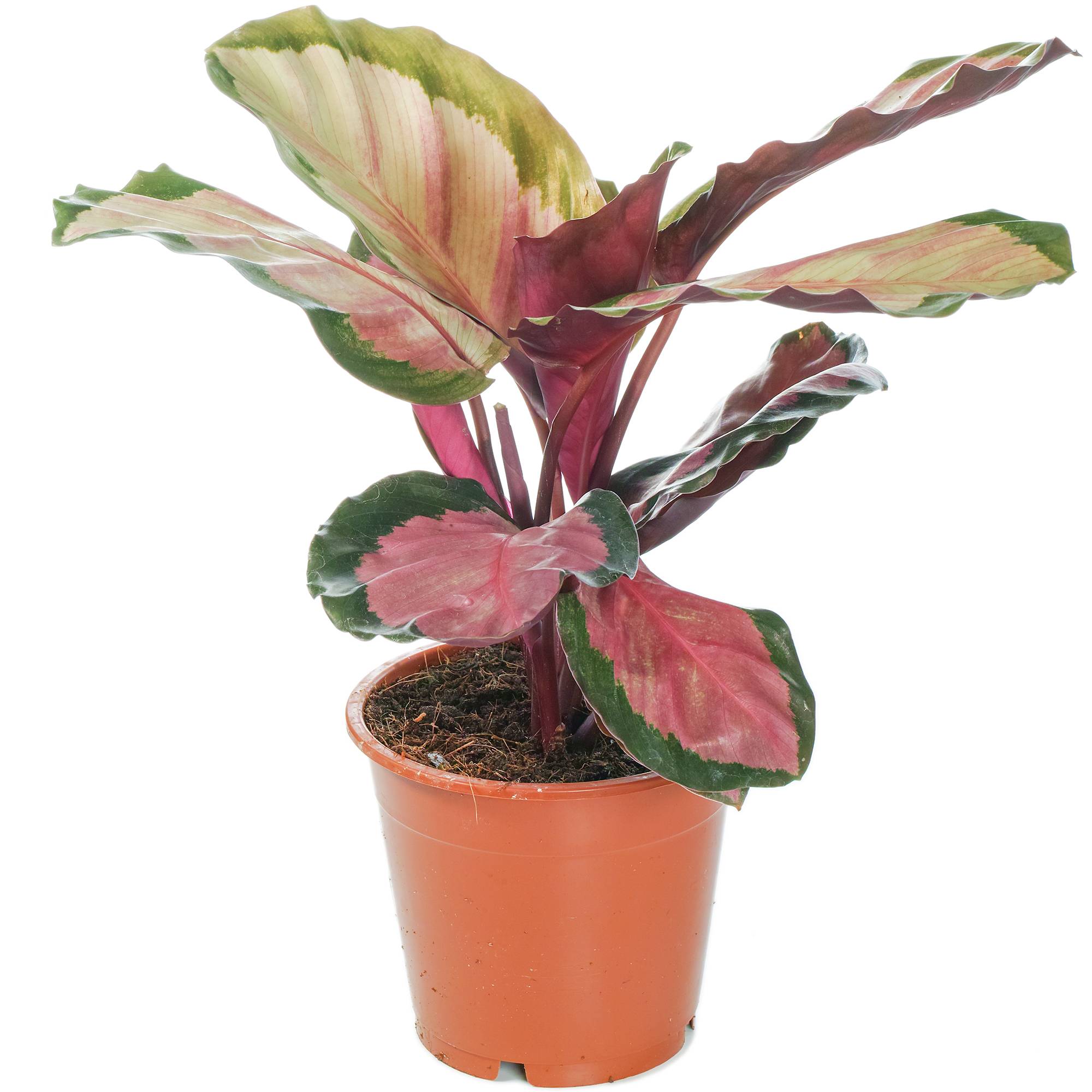 Gardenersdream - 1 X Calathea Roseopicta Rosy 30-40 Cm Plante D'Intérieur Rose En Pot Pour La Maison - GardenersDream - Image 2