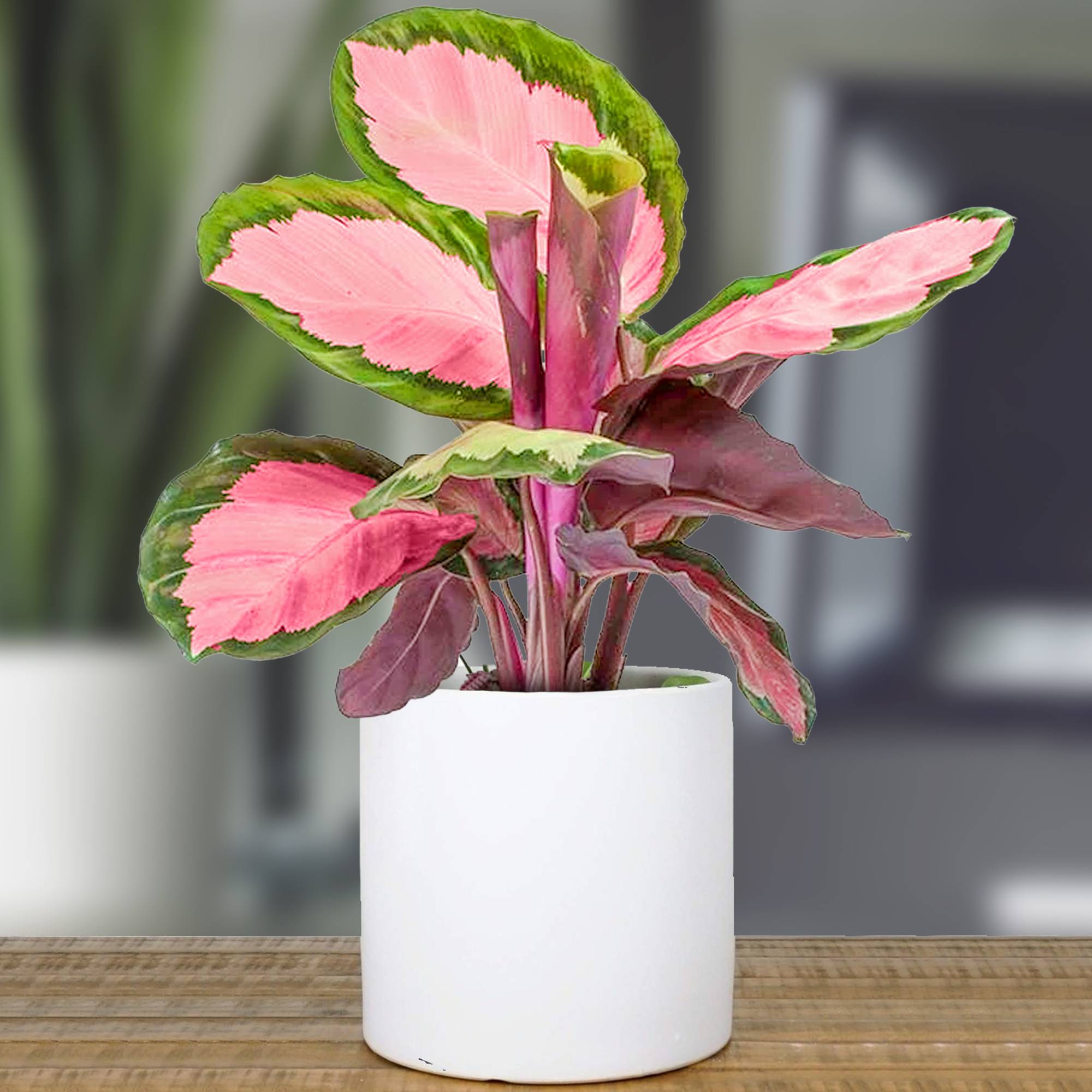 Gardenersdream - 1 X Calathea Roseopicta Rosy 30-40 Cm Plante D'Intérieur Rose En Pot Pour La Maison - GardenersDream - Image 1