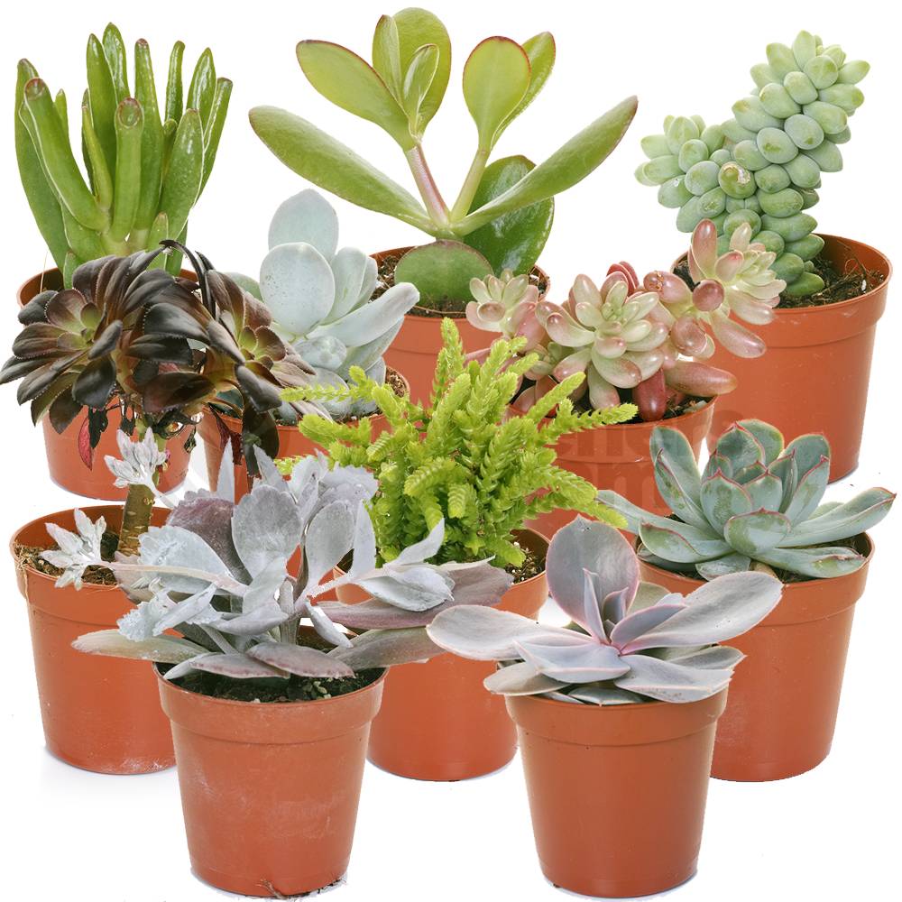 Gardenersdream - Mélange De Succulentes – 10 Plantes – Maison / Bureau Plante D’Intérieur En Pot Cadeau Parfait - GardenersDream - Imagen 1