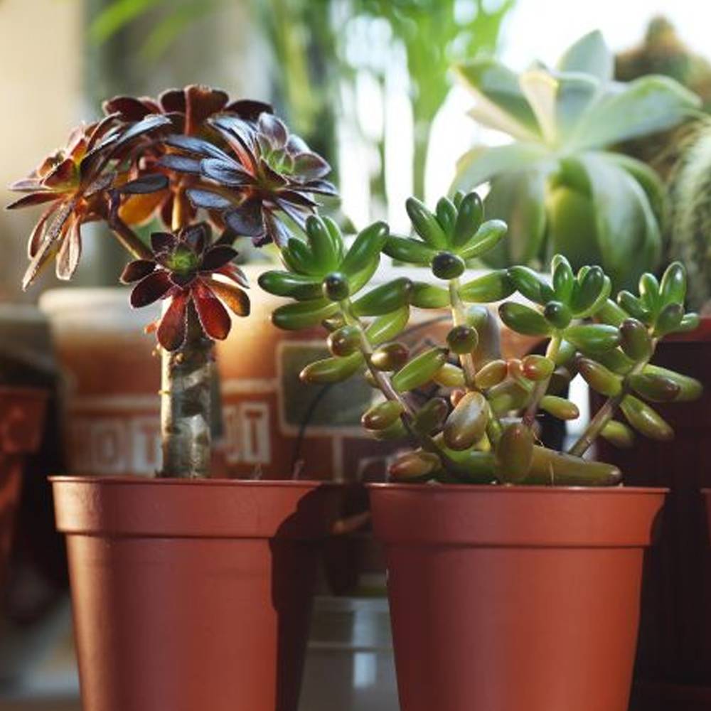 Gardenersdream - Mélange De Succulentes – 10 Plantes – Maison / Bureau Plante D’Intérieur En Pot Cadeau Parfait - GardenersDream - Imagen 3