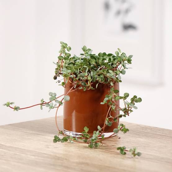 Promesse de Fleurs - Pilea glaucophylla Greyzy Mini-plante