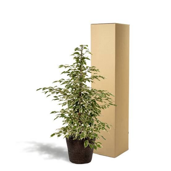 Ficus Benjamina Twilight et son panier naturel noir h95cm 95cm - Plante d'intérieur- La Green Touch - Image 4