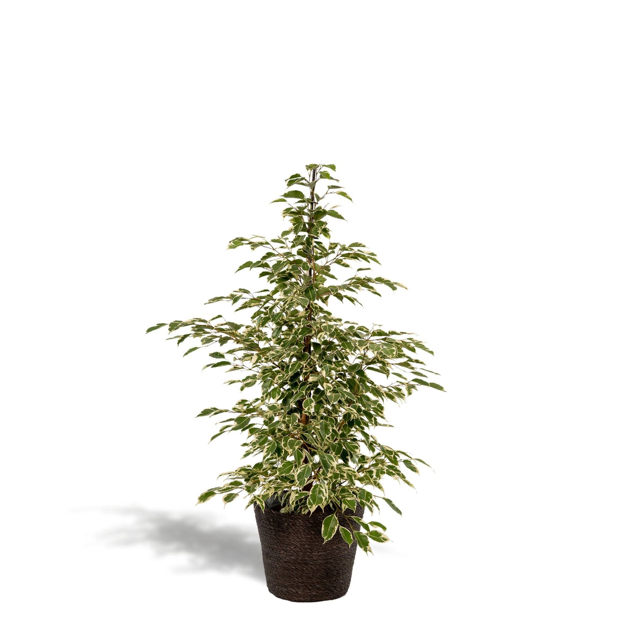Ficus Benjamina Twilight et son panier naturel noir  h95cm 95cm - Plante d'intérieur- La Green Touch - Image 2
